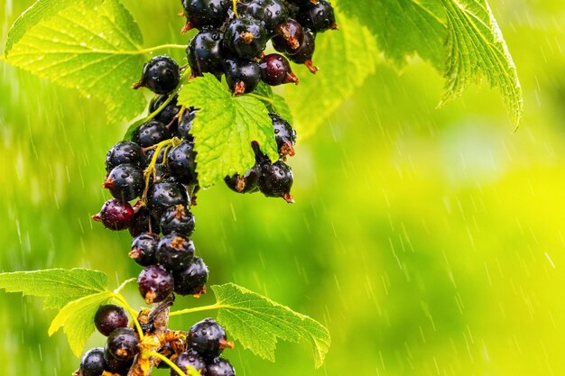 Baies de cassis dans le jardin sur la brousse sous la pluie Récolte de groseilles Groseilles en croissance