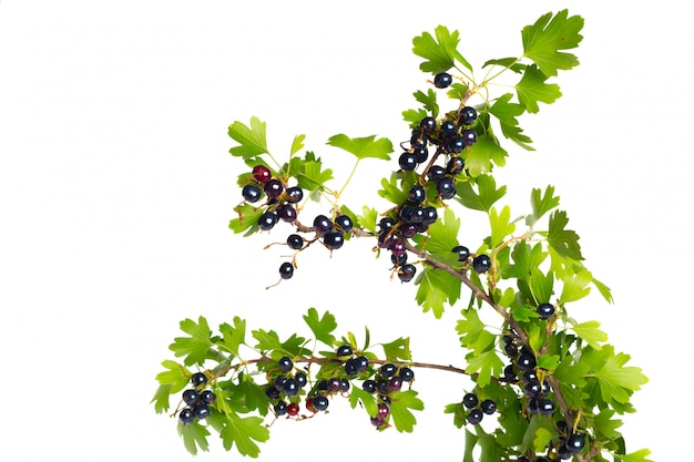 Baies de cassis à la feuille verte. Fruits frais, isolés sur blanc