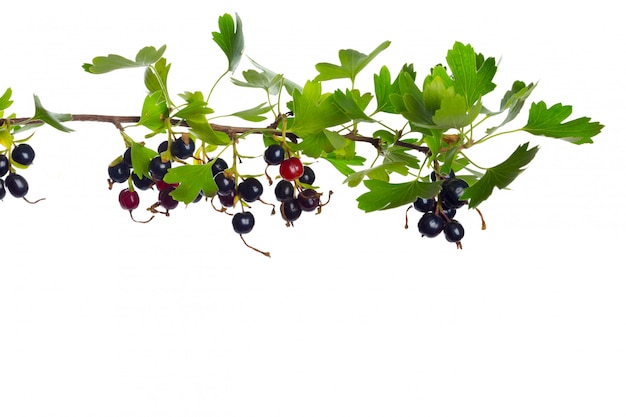 Baies de cassis à la feuille verte. Fruits frais, isolés sur fond blanc