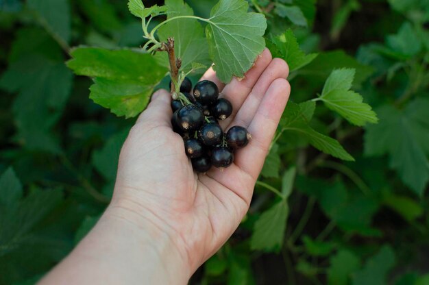 Baies de cassis mûres sur une branche. Gros plan de baies noires dans la main dans le jardin. Une femme ramasse des cassis mûrs.