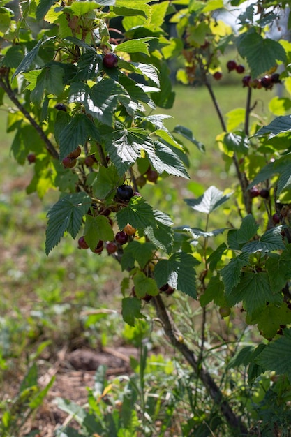 Des baies de cassis saines qui poussent dans le jardin