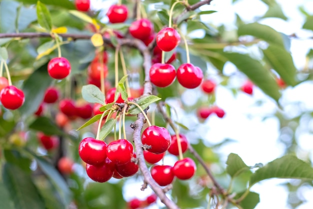 Des baies de cerise délicieuses et juteuses sur une branche d'arbre dans le jardin