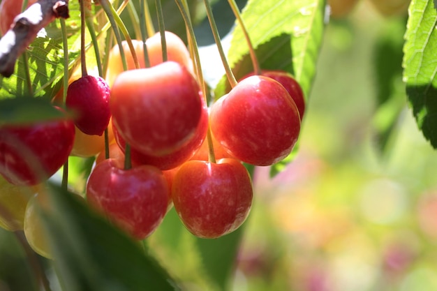 Baies de cerise douce sur une branche d'arbre