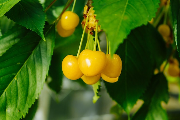 Baies de cerise jaune sur une branche.