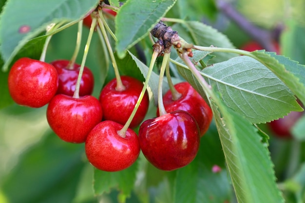 les baies de cerise mûrissent dans le jardin