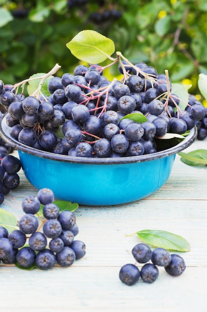 Baies de chokeberry dans un bol en métal