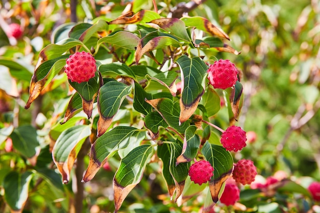 Photo des baies de dogwood vibrantes et des feuilles variées de près