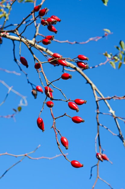 Baies d'églantier sur le fond saisonnier d'automne naturel de brindille