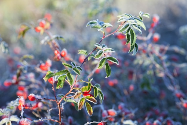 Baies d'églantier rouges avec de la glace.Premier gel en automne. Givre sur les branches de l'églantier fna feuilles.