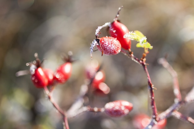 Baies d'églantier rouges avec de la neige. Un arbuste de roses sauvages avec du gel. Premier gel en automne. Givre sur les branches d'églantier.