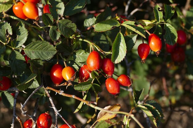 Baies d'églantier rouges qui commencent à mûrir