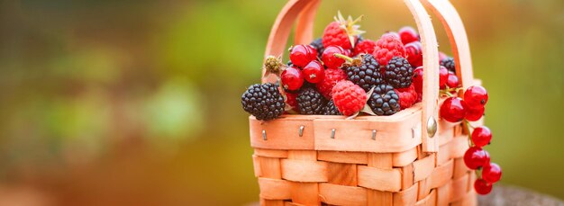 Baies fraîches dans le panier gros plan de framboises et de mûres d'été à l'extérieur