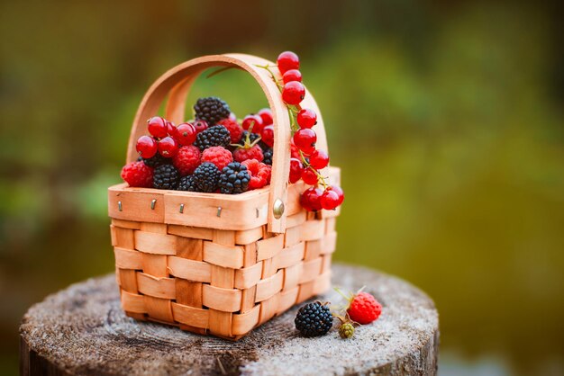 Baies fraîches dans le panier gros plan de framboises et de mûres d'été à l'extérieur