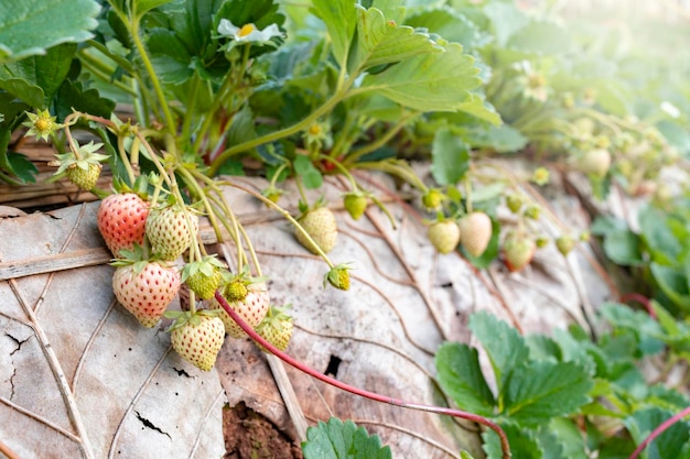 Des baies de fraise rouges et vertes avec des fleurs blanches poussant sur un champ de fraises de près