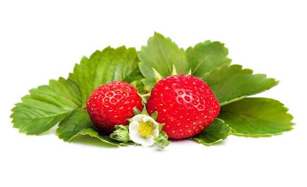 Baies de fraises fraîches avec fleur blanche et feuilles vertes sur fond blanc