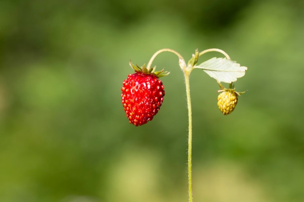 Baies de fraises rouges et vertes dans un pré sauvage en gros plan Bush de fraises des bois en gros plan macro de forêt