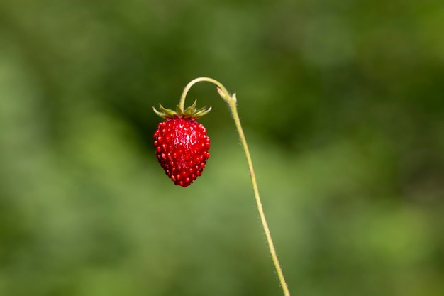 Baies de fraises rouges et vertes dans un pré sauvage en gros plan Bush de fraises des bois en gros plan macro de forêt