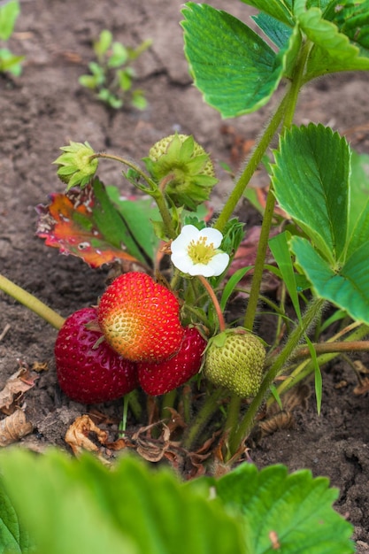 Baies de fraises rouges et vertes avec des fleurs blanches qui poussent sur le champ de fraises se bouchent