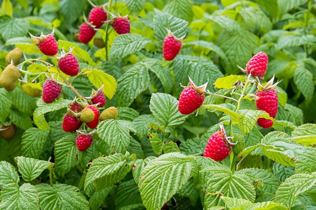 Baies de framboise mûres sur un buisson