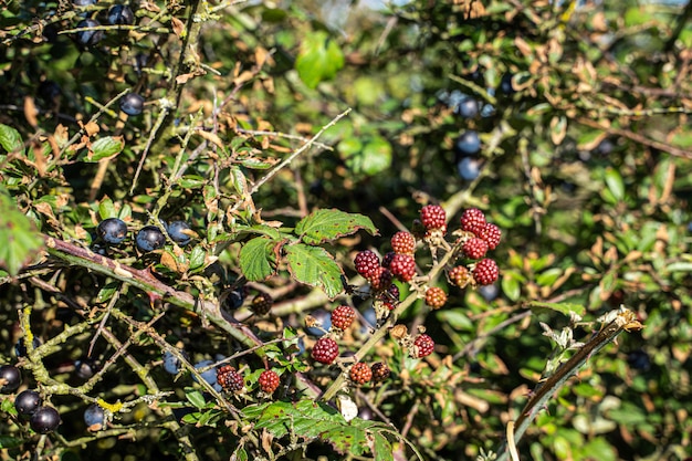 Baies fruits sur branche