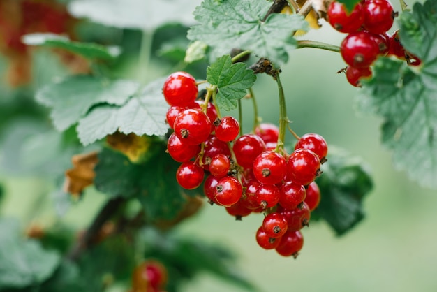 Baies de groseille rouge sur une branche dans le jardin en été. Focus sélectif sur les baies du jardin