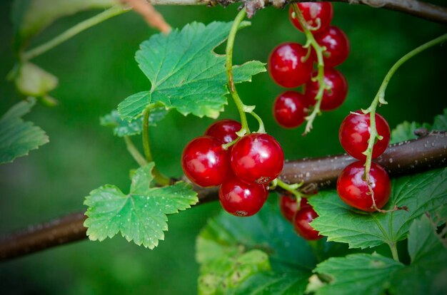 Baies de groseille rouge sur les branches