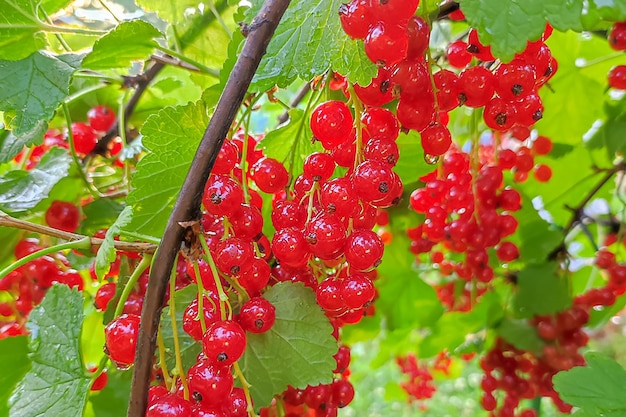 Baies de groseille rouge sur un buisson jardinage