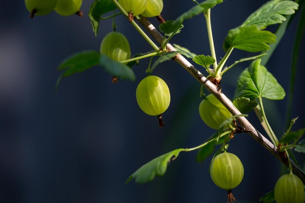 Baies de groseille vertes sur fond sombre un jour d'été macrophotographie