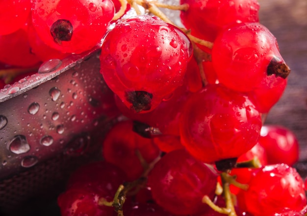 Baies de groseilles rouges fraîches dans l'eau backgroundUn brin de groseille rouge avec des baies mûres rouges