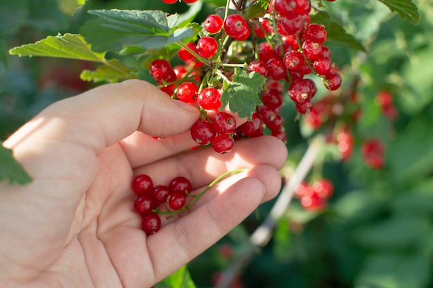 Baies de groseilles rouges mûres sur une branche. Gros plan de fruits rouges dans la main dans le jardin. Une femme ramasse des groseilles rouges mûres.