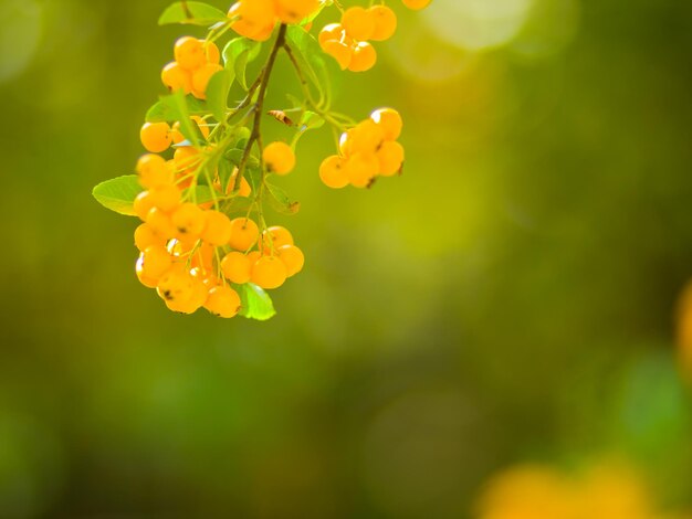 Photo des baies jaunes de pyracantha sur des branches de firethorn des baies de pyracanth coccinea sur un fond flou