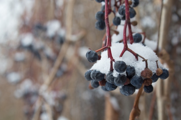 Photo les baies de la jeune fille vendangent sous la neige, vignes gelées en plein air