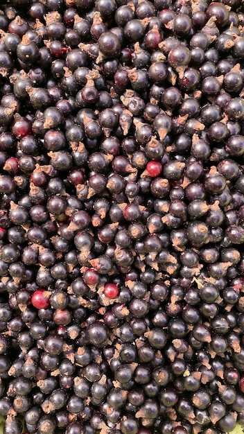 Baies juteuses de fond de cassis Été