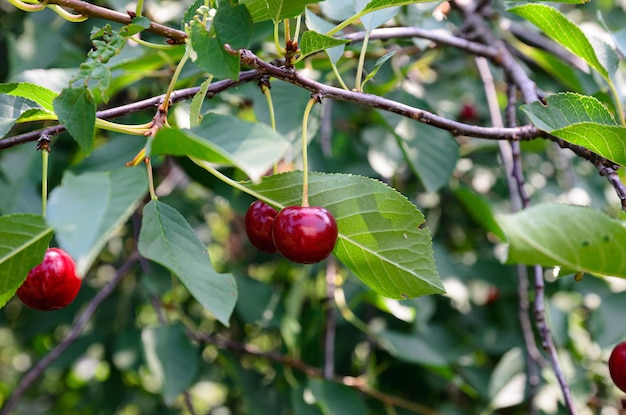 baies mûres de cerise sur un arbre