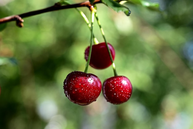 Baies mûres de cerise sur une branche