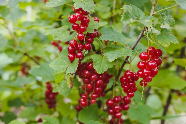 Baies mûres de groseilles rouges dans le jardin sur la brousse Récolte de groseilles Groseilles en croissance