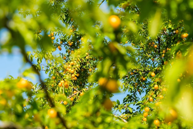 Baies mûres de prune cerise jaune sur les branches d'un gros plan d'arbre