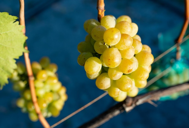 Baies mûres de raisin vert poussant sur une branche dans un vignoble