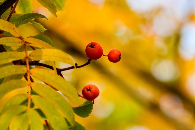 Baies mûres sur un sorbier à l'automne