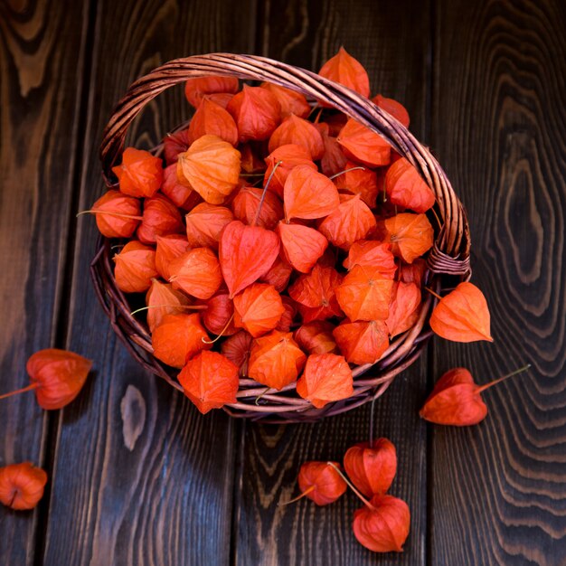 Baies de physalis orange vif sur un fond boisé brun