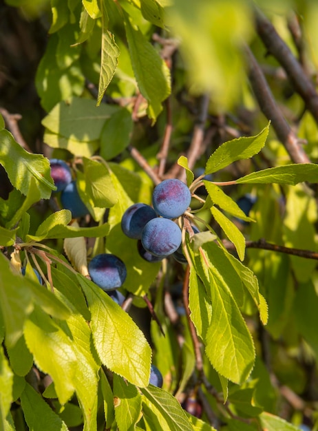 Baies de prunellier bleu Prunus spinosa sur un morceau en Grèce