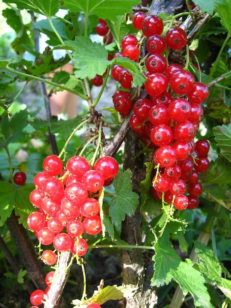 Des baies d'un raisin rouge accrochées à un buisson