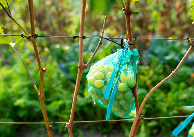 Baies de raisin vert mûr en tissu maillé poussant sur une branche