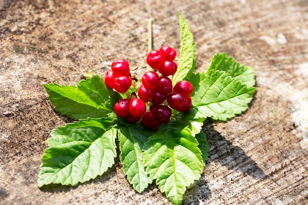 Baies de ronce rouges et mûres douces en été nature Rubus saxatilis