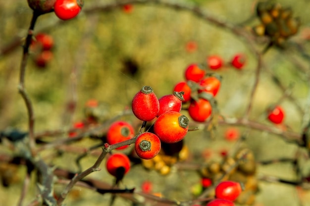 Baies de rose rouge sur le buisson en automne