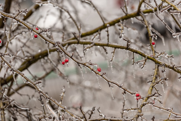 Baies roses de la hanche et branches d’arbres recouvertes de glace