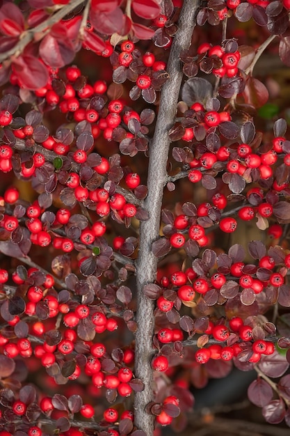 Baies rouge vif de cotonéaster de busserole.