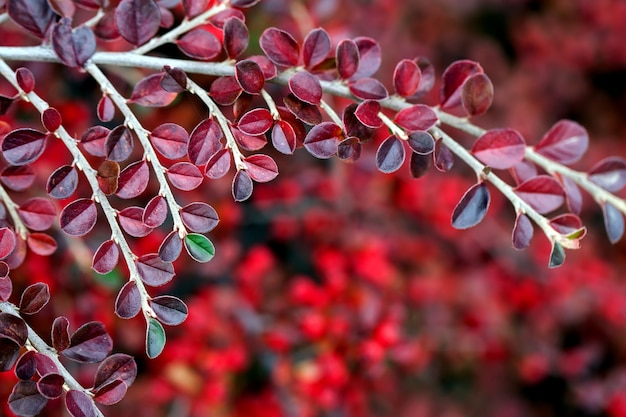 Photo baies rouge vif du cotonéâtre de la busserole.