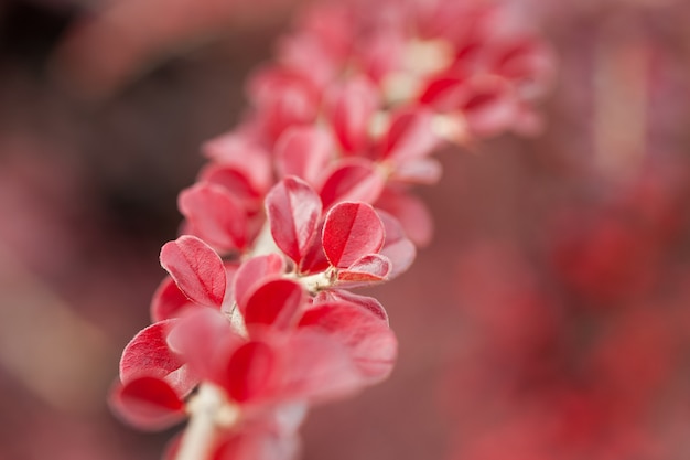 Baies rouge vif du cotonéâtre de la busserole