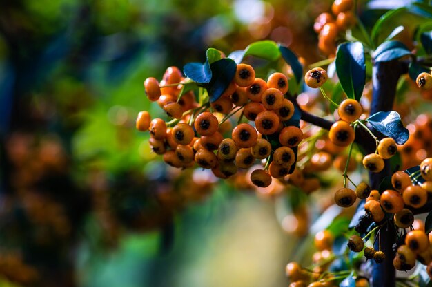 Photo baies rouge vif et orange de pyracantha